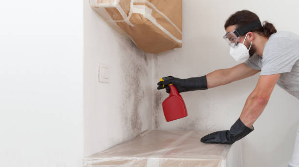 Professional Basement Mold Remediation technician working in Jackson, GA